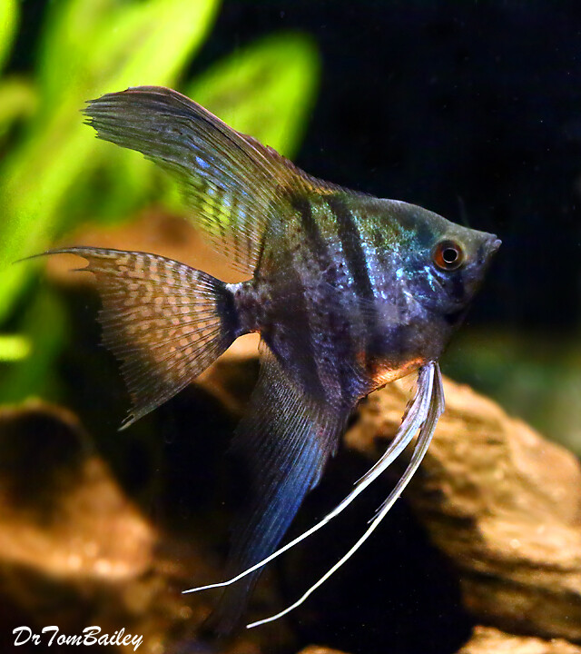 Premium Zebra Lace Angelfish
