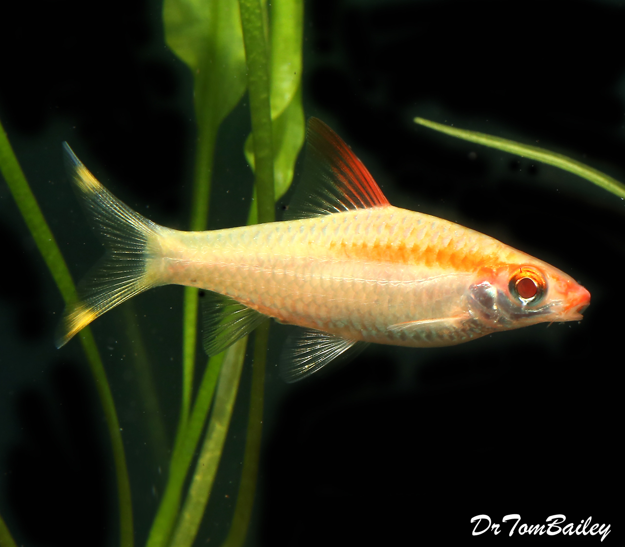 Premium Rare And New Golden Denison S Red Roseline Torpedo Barb