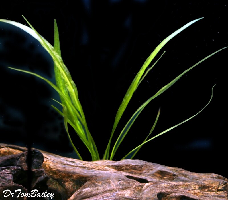 Premium and New, Live Undulatus Plant