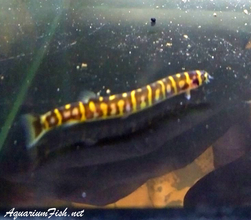 Premium WILD, Very Rare, Borneo Loach, Pangio shelfordii