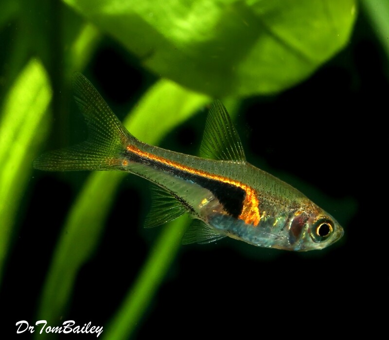 Premium WILD, Glowlight Rasbora, Nano Fish