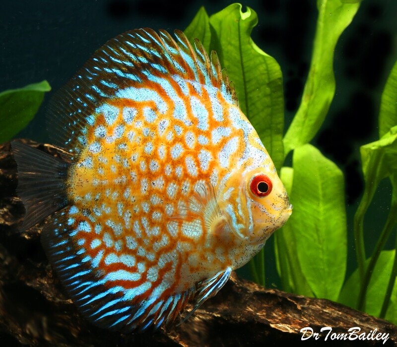 Premium New Gold Pigeon Discus