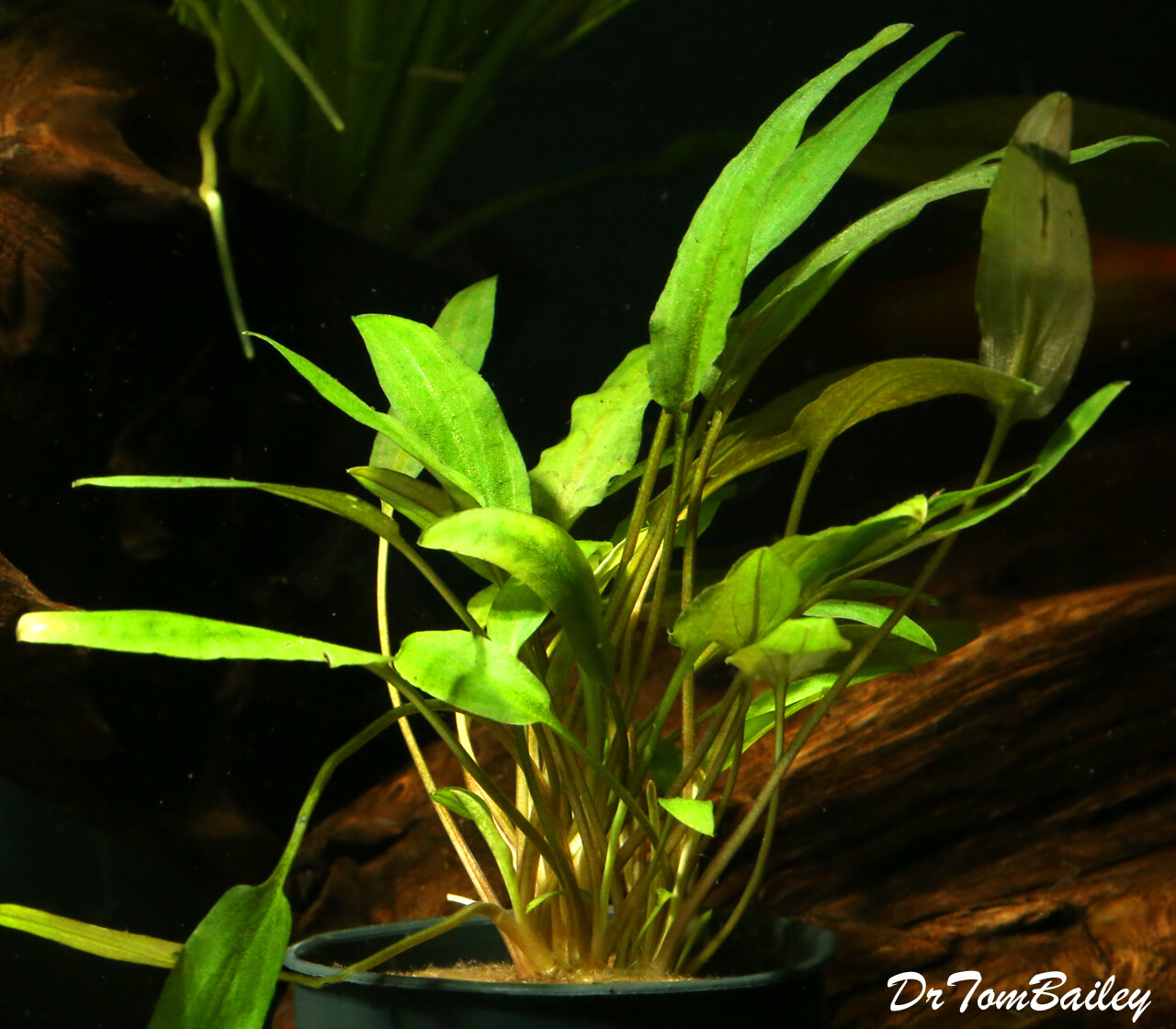 Premium Crytocoryne Lucens, Potted Plant