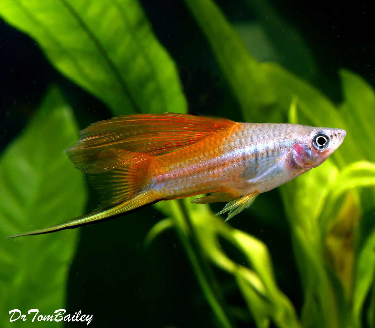 A Female Hifin Neon Swordtail swimming in one of our aquariums. 