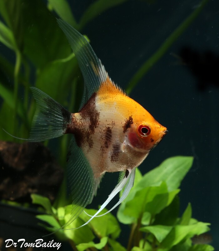 Premium New Rare, Ruby Head Koi Angelfish, WYSIWYG. In our Tank G-12
