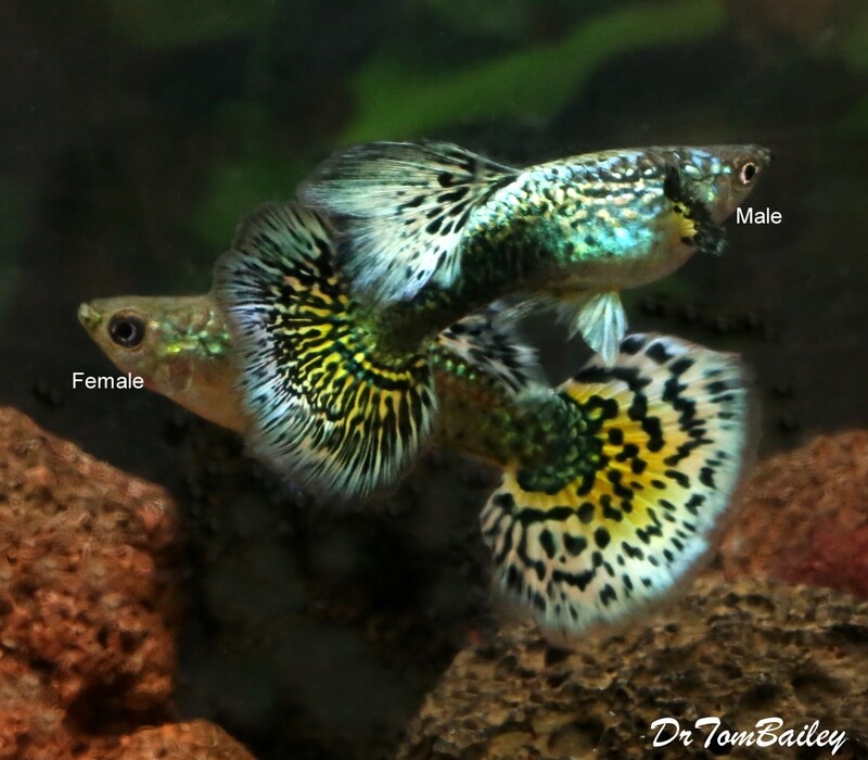 Premium New, PAIR, One Male plus One Female, Rare Brilliant Dragon Dumbo Ear Fancy Guppy