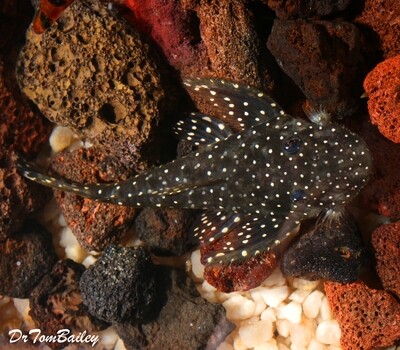 Premium WILD, New, and Rare, Flying Pleco, Pseudolithoxus anthrax L235