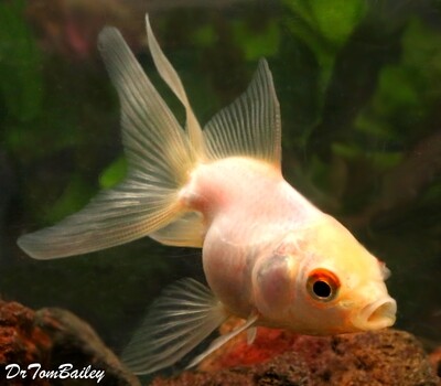 Premium Pearl White Fantail Goldfish
