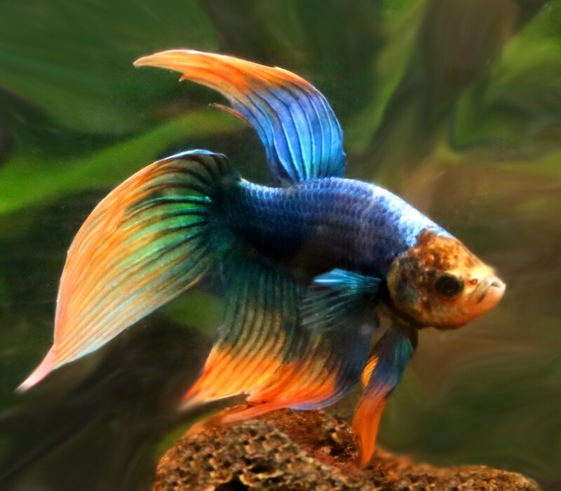 Premium WYSIWYG, MALE Unique Betta Fish