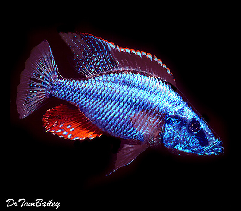 Premium Lake Malawi Eye-Biter Compressiceps Hap