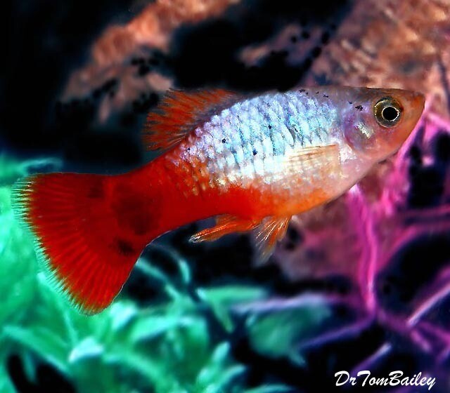 Premium Rare New, Sanke Koi Platy