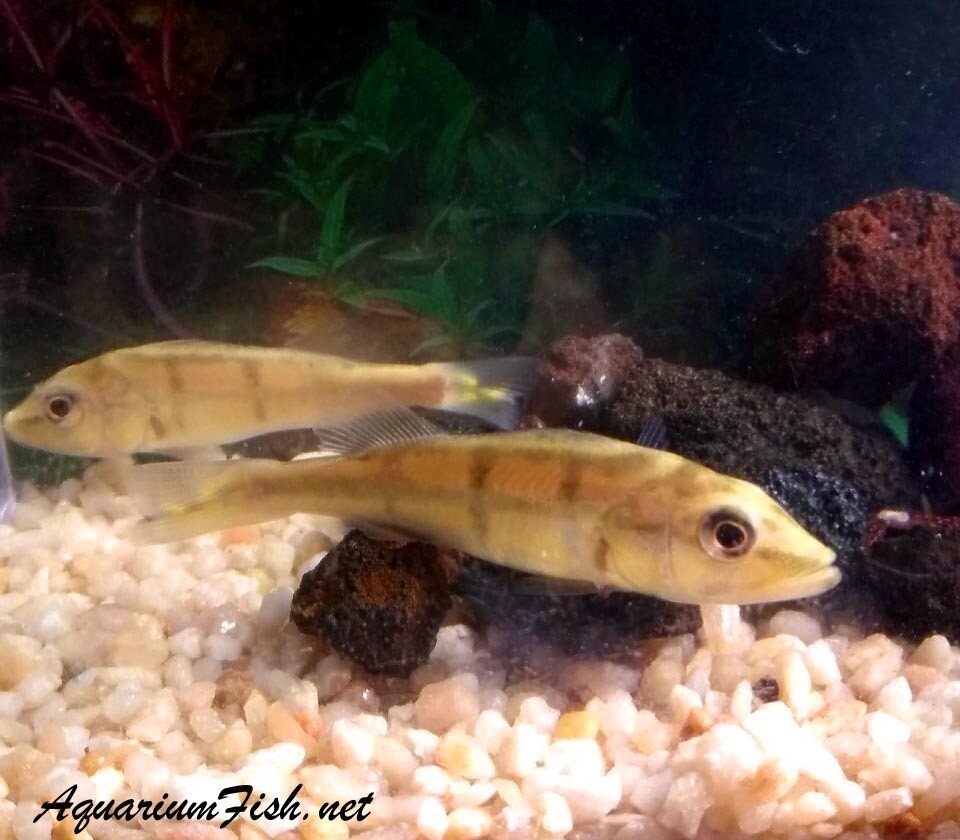 Premium Rare Xingu Peacock Bass Cichlid, can grow to be very large.