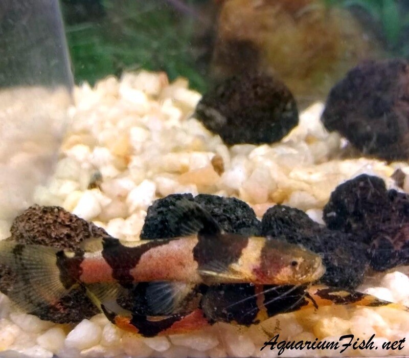 Premium WILD, South American Bumblebee Catfish, Microglanis iheringi