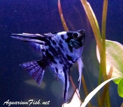 Premium Rare and New, Blue Marbled Angelfish