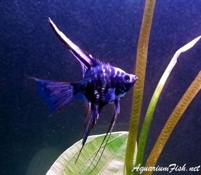 Premium Rare and New, Blue Marble Veil Angelfish