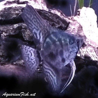 Premium Rare and New, Freshwater Clown Angelfish- The ones left mostly silver with few spots on body.