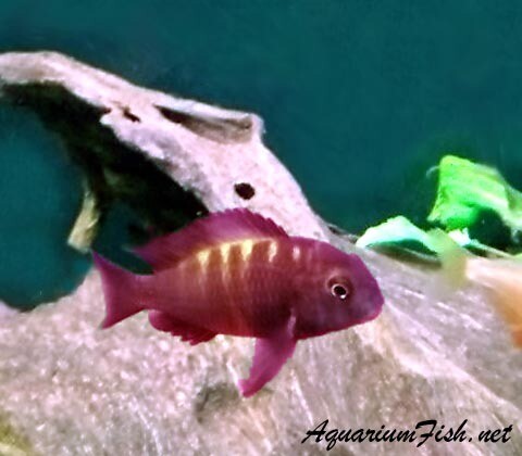 Premium Rare and New, Lake Tanganyika Bemba Orange Flame Tropheus Moorii Cichlid