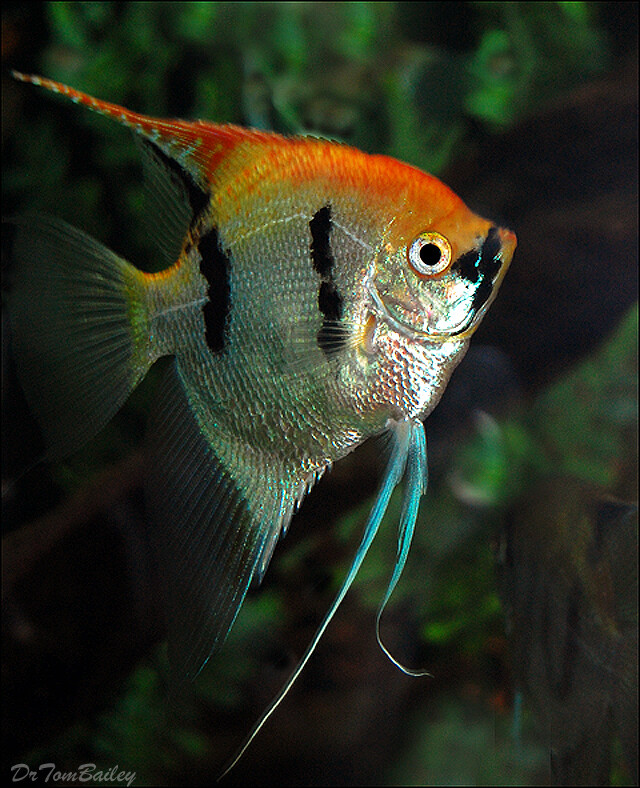 Premium Rare, Gold Marbled Pearlscale Angelfish