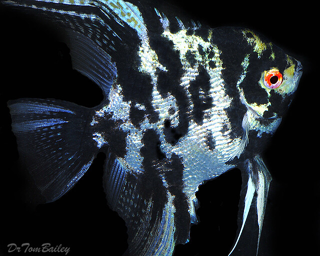 Premium Rare, Marbled Pearlscale Angelfish