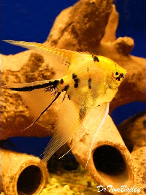 Premium Gold Marbled Veiltail Angelfish