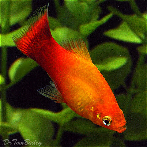 Premium Marigold Variatus Platy