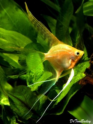 Premium Gold Veiltail Angelfish
