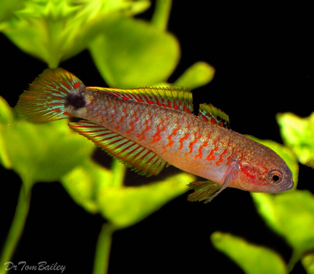 Premium Rare Peacock Gudgeon