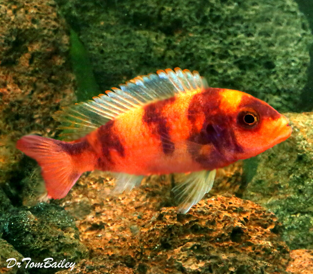 Premium Lake Malawi OB Red Blotch Zebra Mbuna
