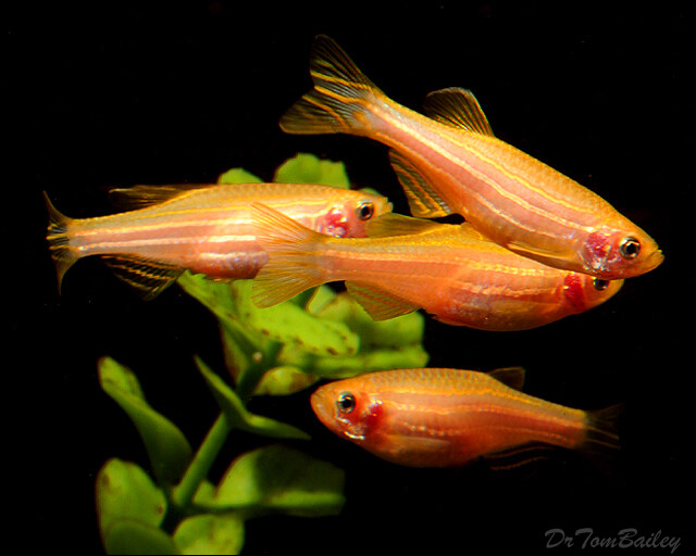 Premium Gold Zebra Danio
