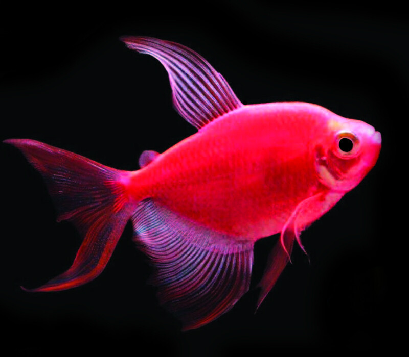 Premium Longfin Starfire Red-Red GloFish Tetra