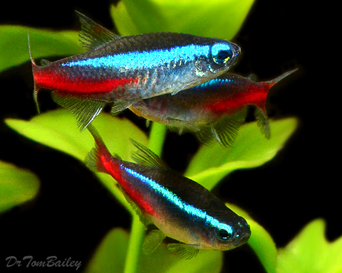 ornamental fish online