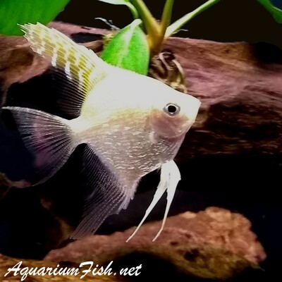 Premium Gold Pearlscale Angelfish