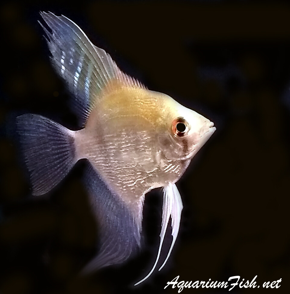 Premium Silver Pearlscale Angelfish