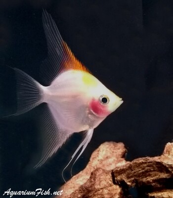 Premium Rare New, Blue Blushing Angelfish