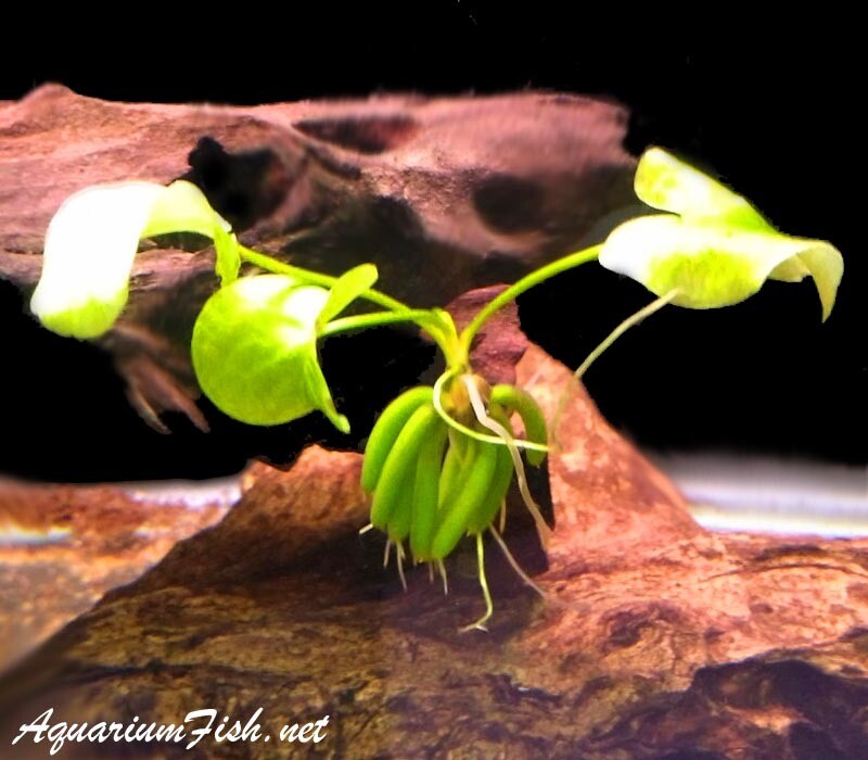 Premium Banana Plant, Menyanthes trifoliata