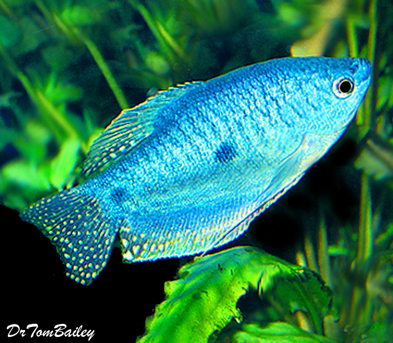 small blue tropical fish