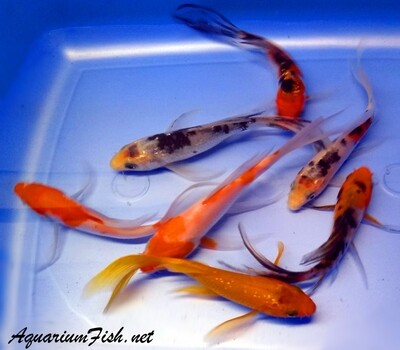 Premium Assorted Butterfly Koi