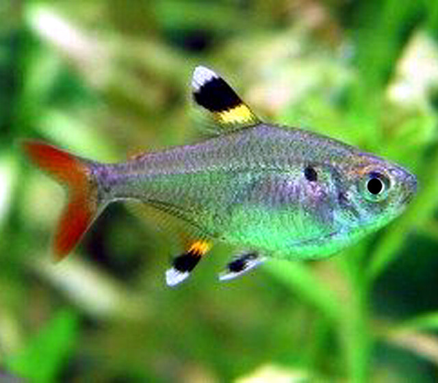 Premium Pristella Tetra, on SALE
