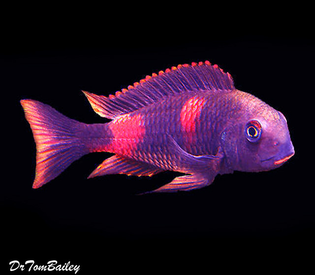 Premium Lake Tanganyika, Cherry Spot, Tropheus Moorii cf. Bulu Point, Cichlid