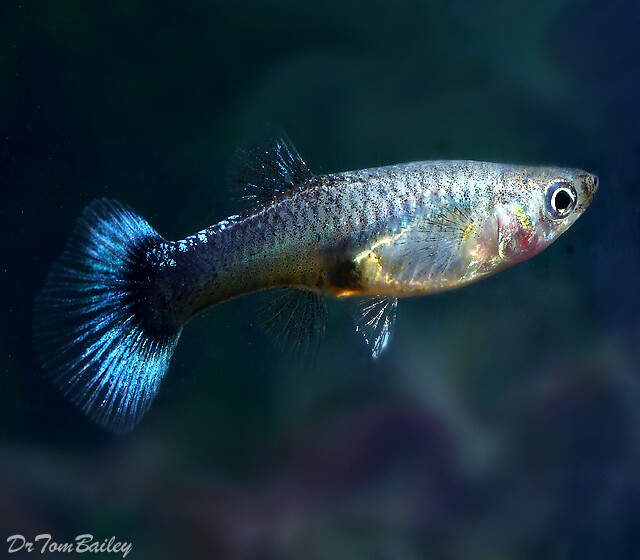 Premium FEMALE Blue Cobra Fancy Guppy, on SAL#E