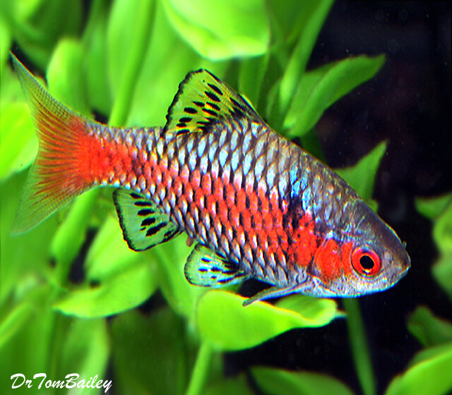 aquarium fish online