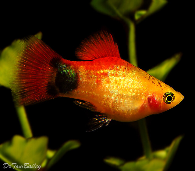 Premium Rare Orange Mickey Mouse Platy