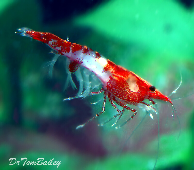 Premium Red Rili Shrimp