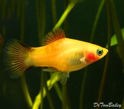 Platy Fish