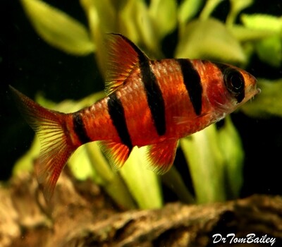 Premium Rare and New, 5-Banded Barb