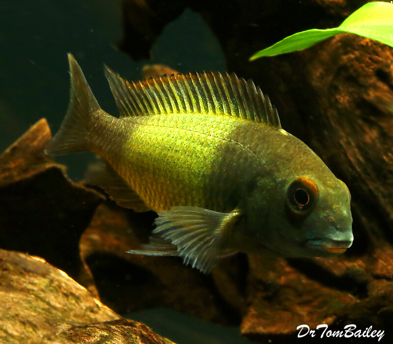 Premium Rare and New, Lake Tanganyika, Tropheus Moorii cf. Ikola, Cichlid, on SALE