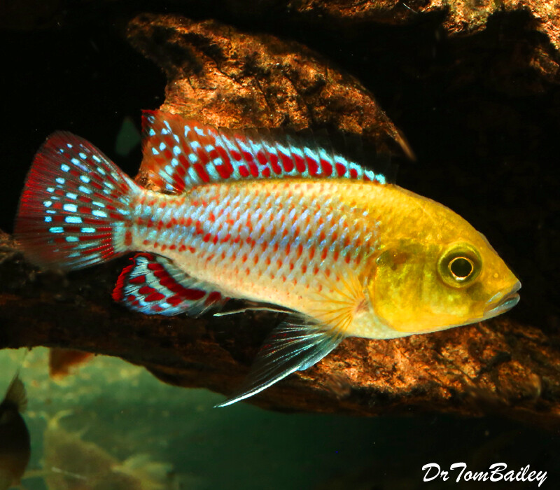 Premium, Rare, Pseudocrenilabrus Nicholsi, Dwarf Cichlid, from the Congo River Basin