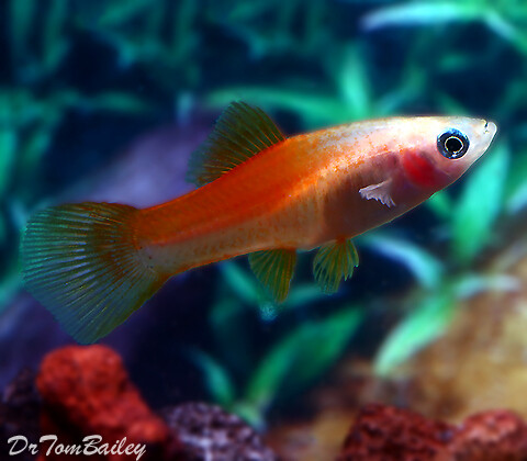 Premium Pineapple Swordtail