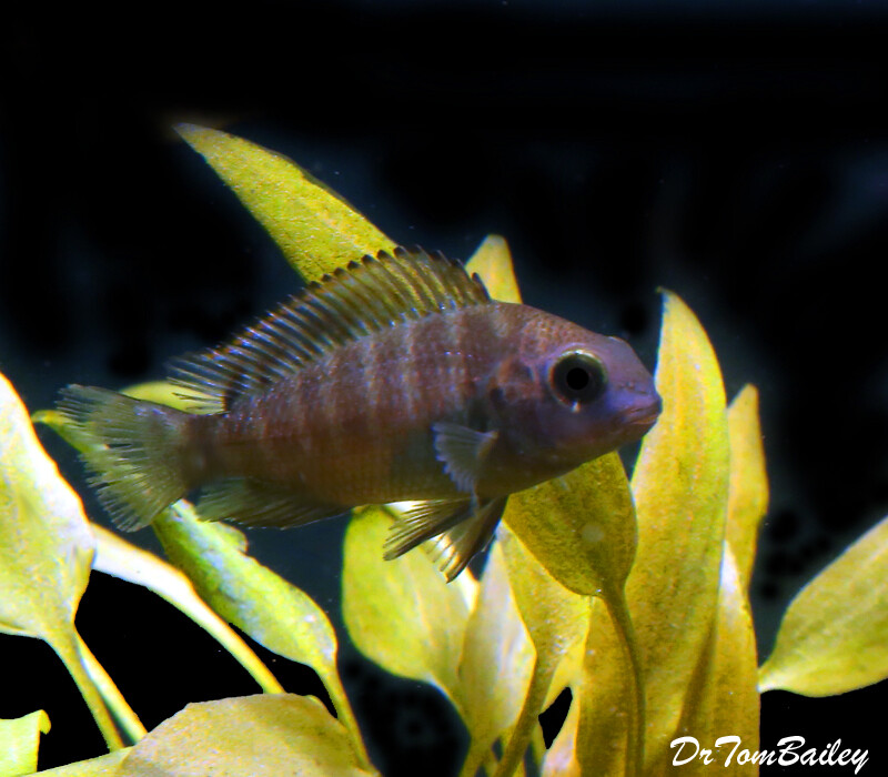 Premium Rare and New, Lake Tanganyika, Tropheus Moorii cf. Ikola, Cichlid - on SALE