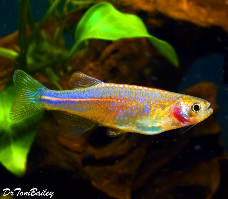 Premium Rare Pearl Danio, Nano Fish, on SALE